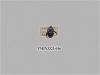 藏品(台灣琉璃豆金龜)的圖片